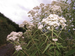 Austroeupatorium inulifolium