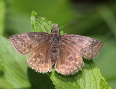 Erynnis icelus