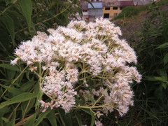 Austroeupatorium inulifolium