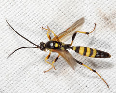 Eutanyacra vilissima