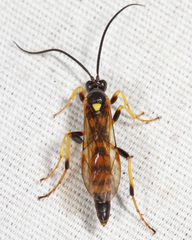 Eutanyacra vilissima
