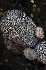 Lithophyllum byssoides