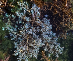 Ericaria selaginoides