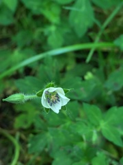 Geranium thunbergii