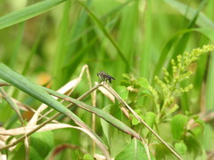 Heteropogon macerinus