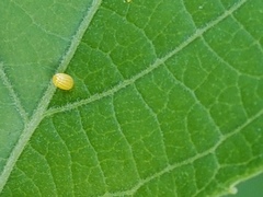 Heliconius charithonia