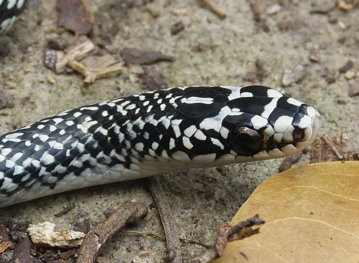Julia's Ground Snake