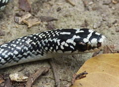 Erythrolamprus juliae