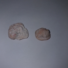 Pseudochama gryphina