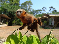 Plecturocebus discolor