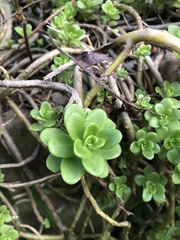 Sedum kimnachii