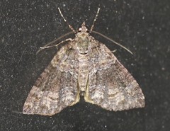 Polyclysta hypogrammata