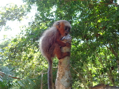 Plecturocebus discolor