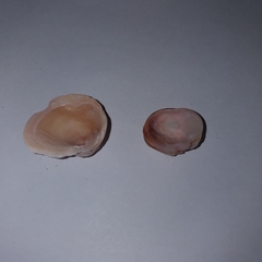 Pseudochama gryphina