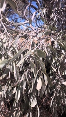 Alectryon oleifolius