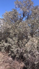 Alectryon oleifolius