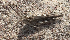 Psinidia fenestralis