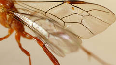 Enicospilus skeltonii