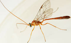 Enicospilus skeltonii
