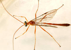 Enicospilus skeltonii