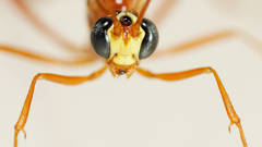 Enicospilus skeltonii