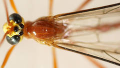 Enicospilus skeltonii
