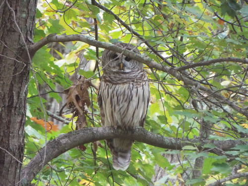 Northern Barred Owl photographed in Massachusetts