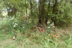 Spigelia texana