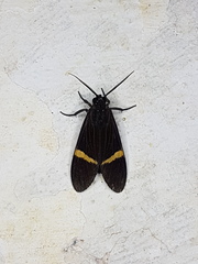 Aclytia punctata