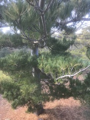 Pinus armandi