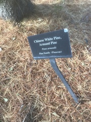 Pinus armandi