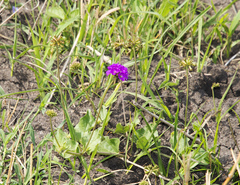 Commicarpus pedunculosus