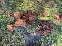 Desarmillaria caespitosa