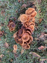 Desarmillaria caespitosa