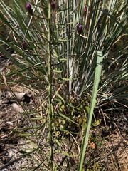 Liatris patens