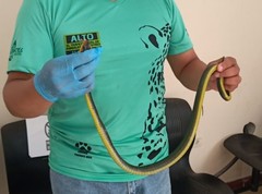 Chironius multiventris