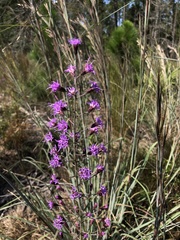 Liatris patens