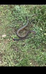 Chironius flavopictus