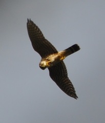 Image of Falco columbarius