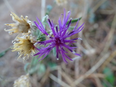 Centaurea paniculata