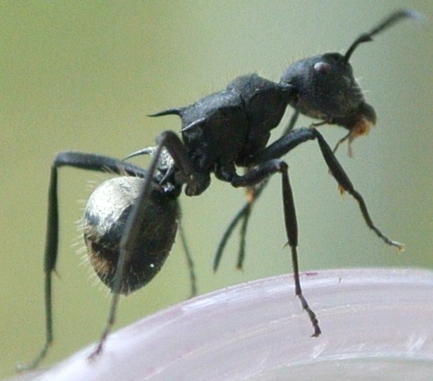 Hedomyrma