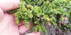 Juniperus brevifolia