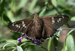 Apyrrothrix araxes