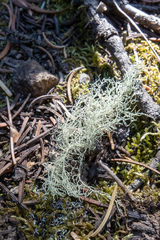 Usnea perplexans