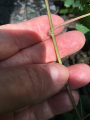 Fallopia cilinodis