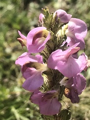 Pedicularis mexicana