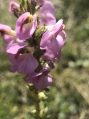 Pedicularis mexicana