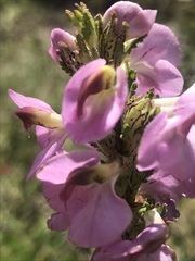 Pedicularis mexicana