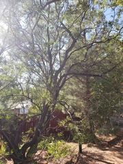 Chilopsis linearis arcuata