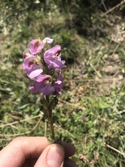 Pedicularis mexicana